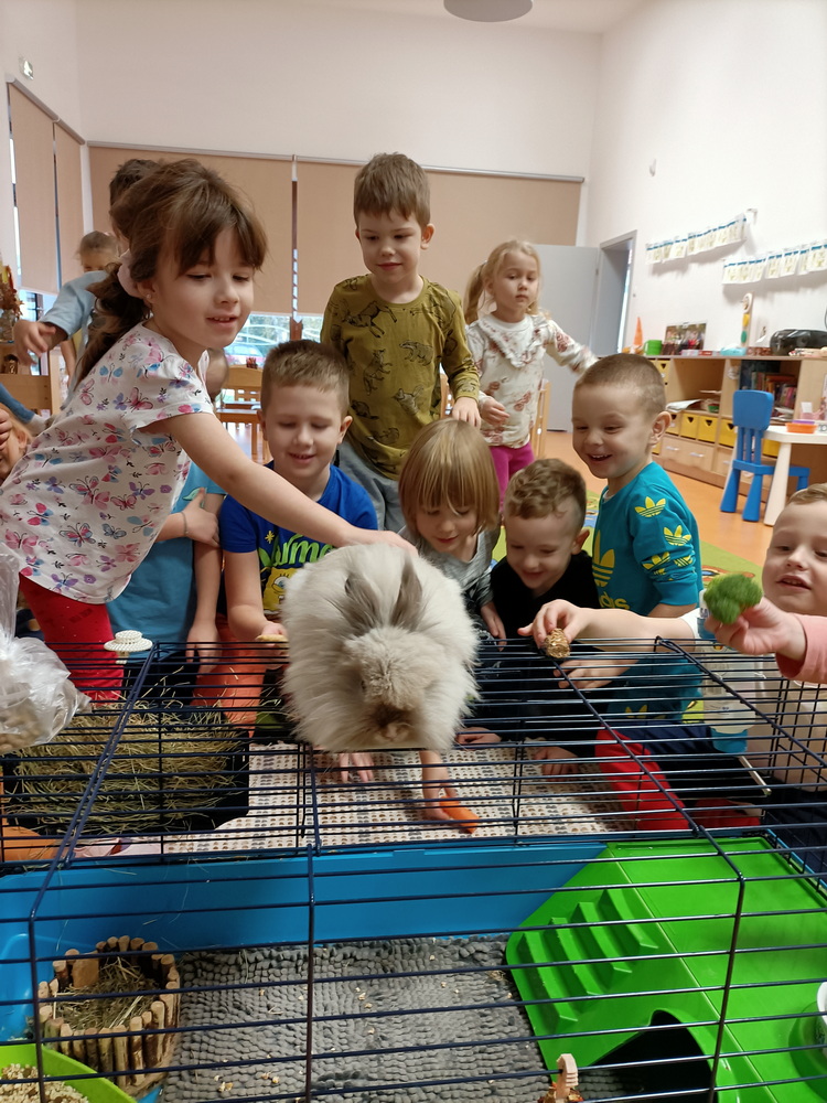 Domowi ulubieńcy Welonków